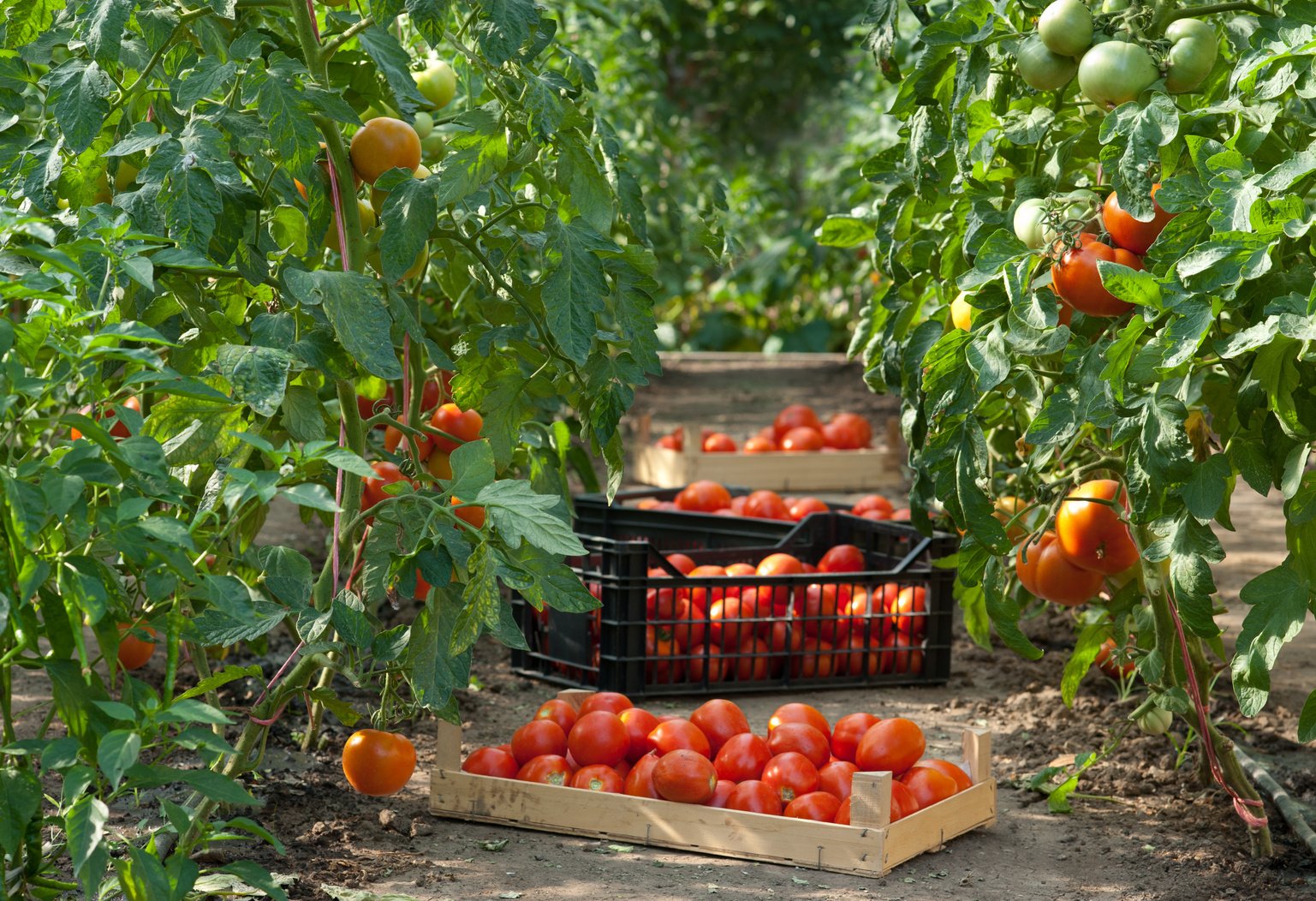 Harvesting tomatoes